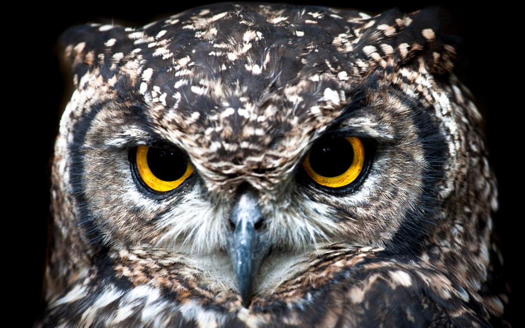 What is this life if, full of care. a poem by WH Davis showing an owl